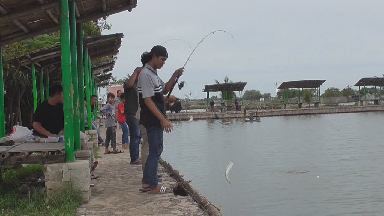 3 Cara Budidaya Kolam Wisata Pemancingan Bandeng