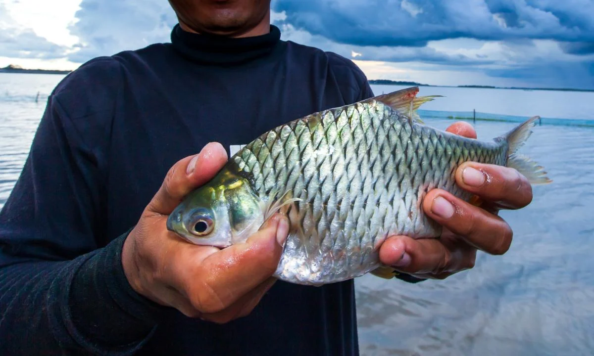 5 Tips Umpan Racikan Ikan Tuna Di Pemancingan Laut